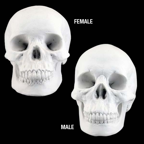 BUY Plaster Cast 2-Piece Skull Set Male/Female